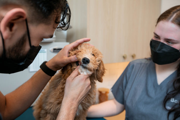 How to Identify Dog Dental Health Problems